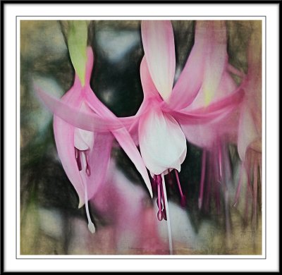 Close up Fushia...