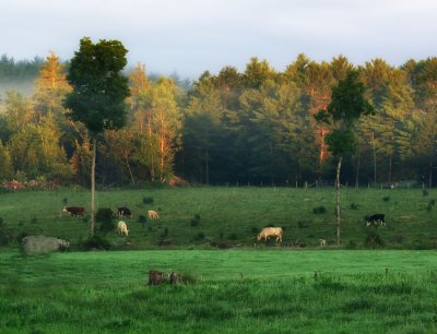 Farm country in Tuftonbo in the early hours.