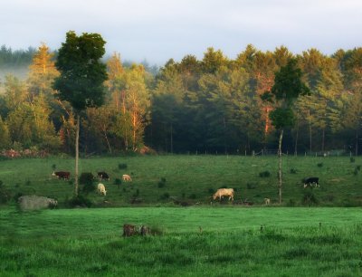 Farm country in Tuftonbo in  the early hours.