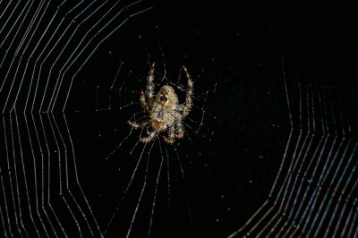 Spider Web gardens