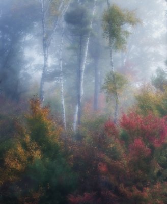    Magic light  in  early autumn mist.