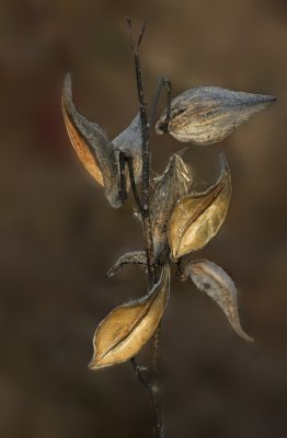 Milkweed in late autumn
