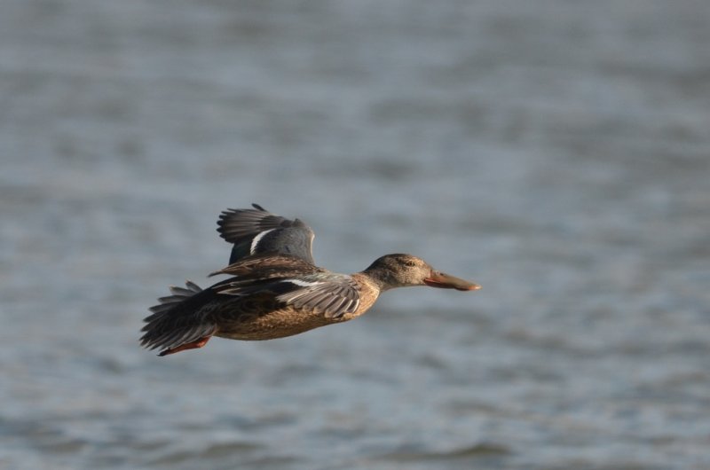 Low Altitude Shoveler