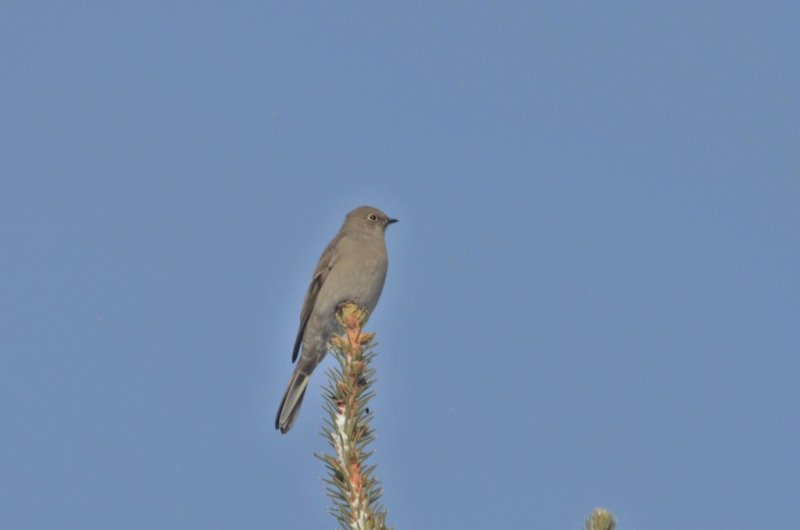 Townsends Solitaire