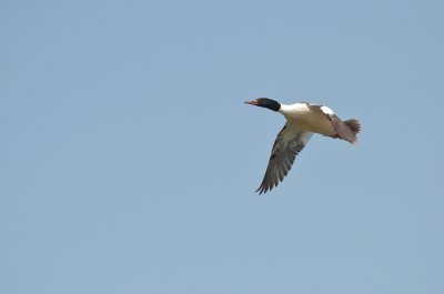 Common Merganser