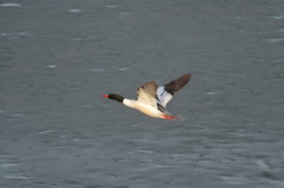 Common Merganser