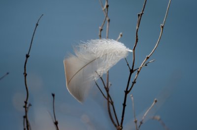 Blowing In The Wind