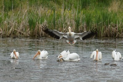 Am. White Pelicans