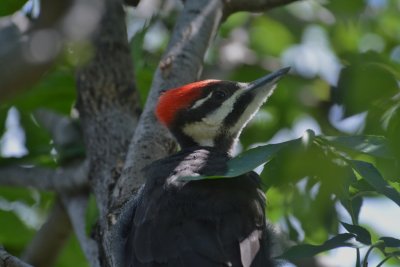 P_Woodpecker (Juvenile)