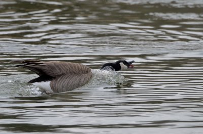 gallery_80