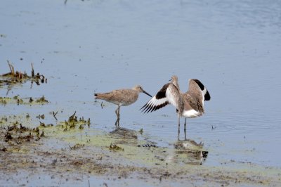 Willets (Courting mode)