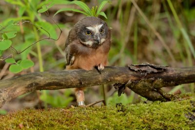 N. Saw-whet Owl (Juvenile)