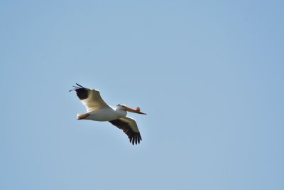 Am. White Pelican.