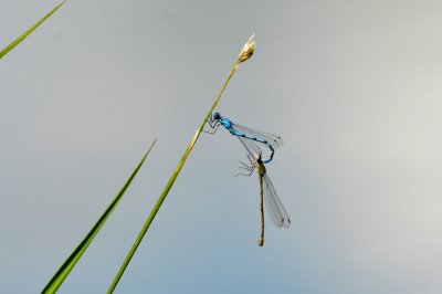 Damselflies.