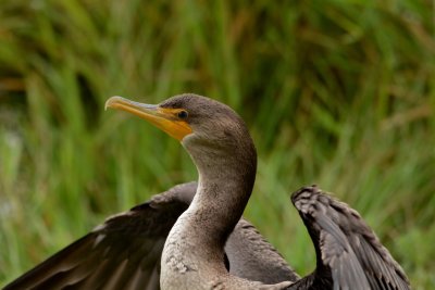 Profile of A Cormorant.