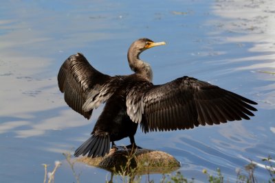 D.C_Cormorant