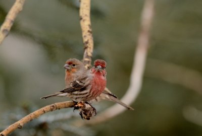 House Finch.