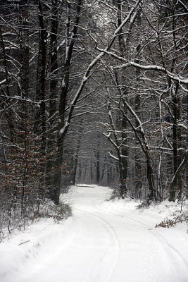 Winter in forest