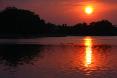 Family of ducks in sunset scenery at Biskupin's lake