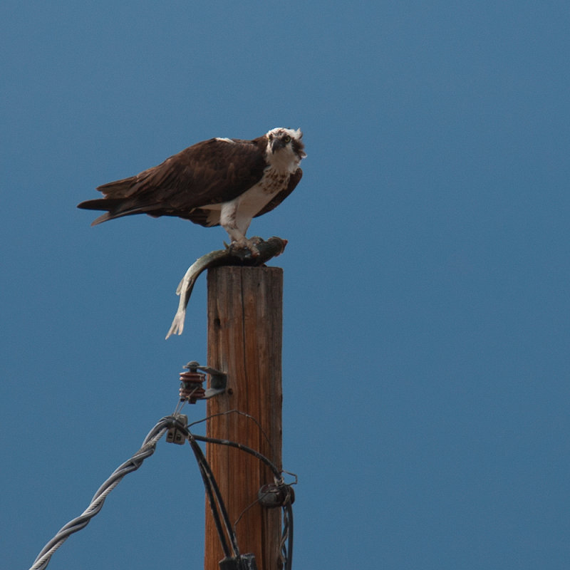 Osprey Dinner Number Two