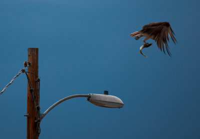 boulder_birds