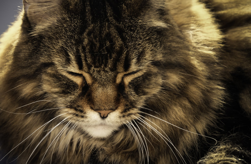 He who will not look at me...