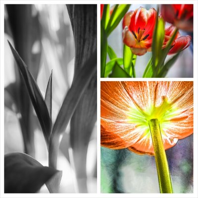 Triple Tulips