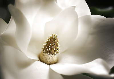 Magnolia Grandiflora