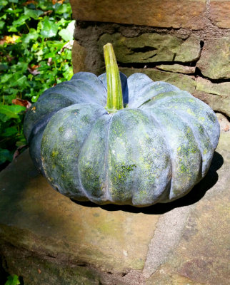 I'll have a blue pumpkin, without you. (apologies to Elvis)