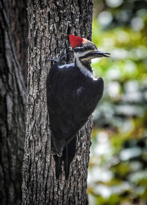 Pileated Woodpecker, Female