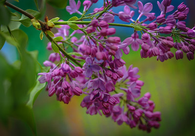 My favorite flower