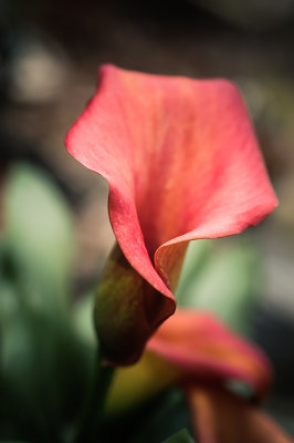 Calla