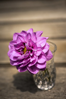 Dahlia