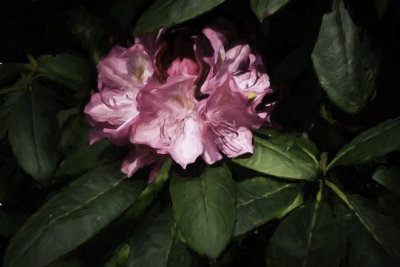 Rhododendron