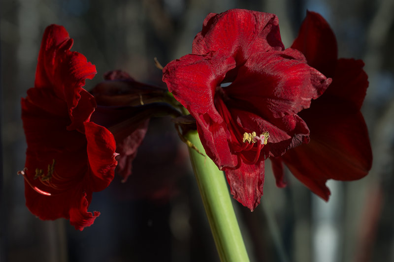 Amaryllis1.jpg