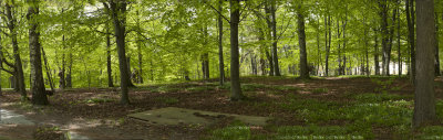 Beech_Panorama1.jpg