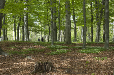 Bokskog1.jpg