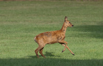Deer6.jpg