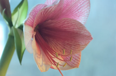 Amaryllis1.jpg