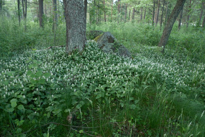 Stenö1.jpg