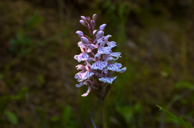 Nyckelblomster1.jpg