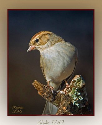 sparrow-3-matt1-30-093.jpg