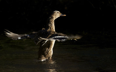 Female duck