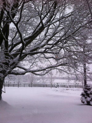 View from my kitchen window