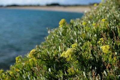 Saint-Gildas-De-Rhuys