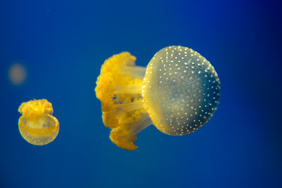 Aquarium La Rochelle