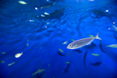 Aquarium La Rochelle