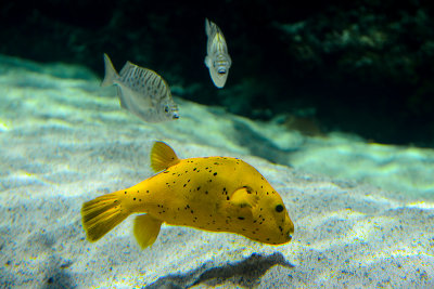 Aquarium La Rochelle