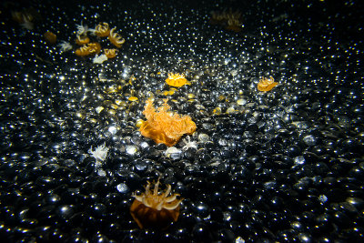 Aquarium La Rochelle