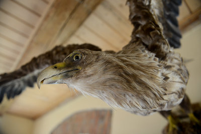 White-tailed Eagle, Agat Guesthouse